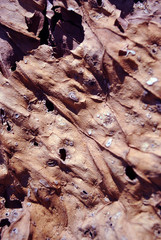 Dry brown leaf texture, natural organic  background, close up detail macro, soft sepia wavy shabby lines surface