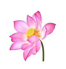 Obraz na płótnie Canvas Lotus flower on white background.
