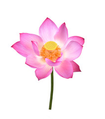 Lotus flower  on white background. - 229535896