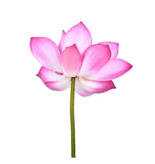 Foto op Canvas Lotus flower  on white background. © anatchant