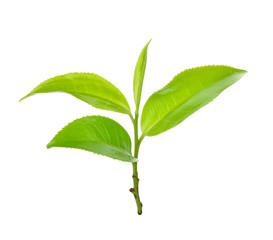 Green tea leaf isolated on white background