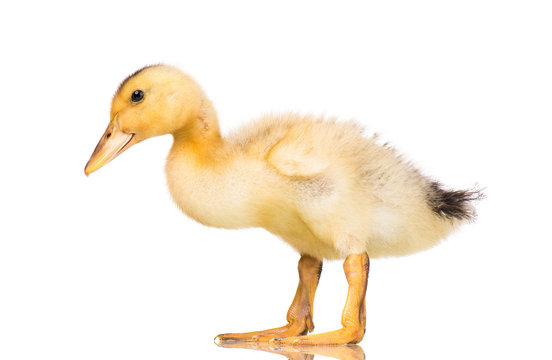 Cute little yellow newborn duckling isolated on white background. Newly hatched duckling on a chicken farm.