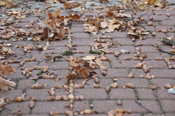 Żołędzie i liście jesienia