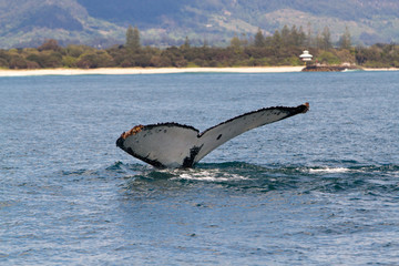 Fototapeta premium Buckelwal