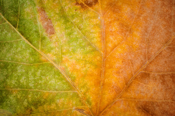 Autumn leaf with a gradient