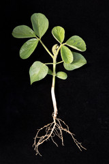 soybean in V2 stage - second trifoliate - on black background with ruler