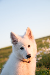 Obraz premium Puppy portrait 