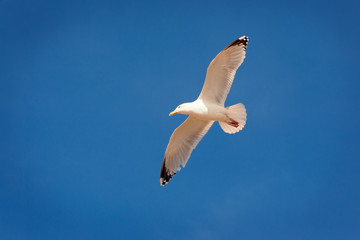 Soaring Herring Gull in clear blue sky with copy space