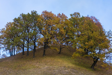 Fototapeta premium Trees on the hill