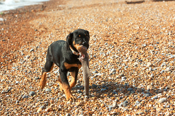 Rottweiler Pup trotting along a beach with Spiny Dogfish trailing from his mouth