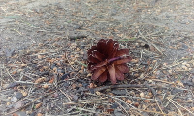 Pine cone 