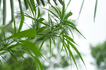 Naklejka premium closeup of hemp leaves in a field