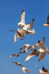 Naklejka premium Herring Gulls having an aerial scrap over bits of fish