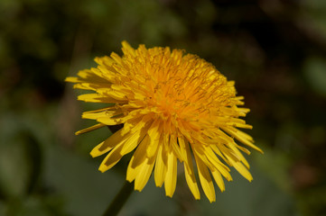 SINGLE YELLOW DANDELION FLOWER GROWING IN GARDEN