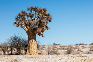 Quiver tree in the dry Augrabies Falls National Park in South Africa