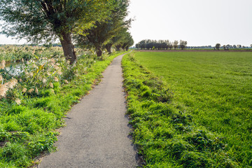 Narrow bike path along a reed-covered banks and a large grassland