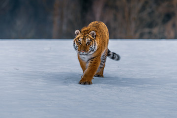 Siberian Tiger in the snow (Panthera tigris)