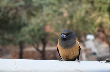another Treepie