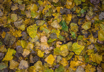 abstract background with fallen autumn leaves