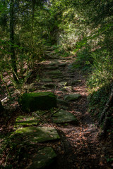 Fototapeta premium Bosque de la Grevolosa