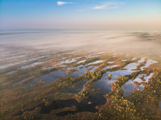 swamp
