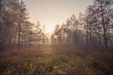 Fototapeta premium forest