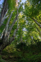 Bosque de la Grevolosa