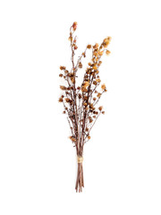 Top view bouquet of dried and wilted brown Gypsophila flowers isolate on white background