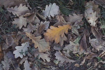 Оak leaves on the ground