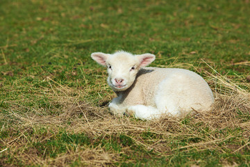 Five day old Poll Dorset Lamb alone in a field