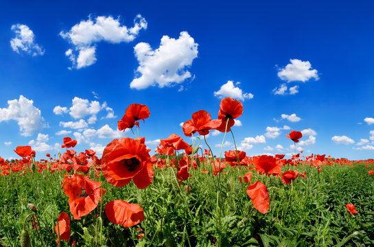 Idyllic view, meadow with red poppies blue sky in the background