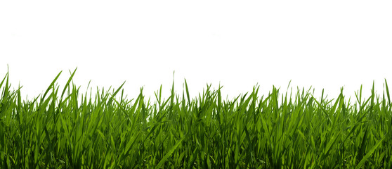 Obraz premium Green grass on a white background