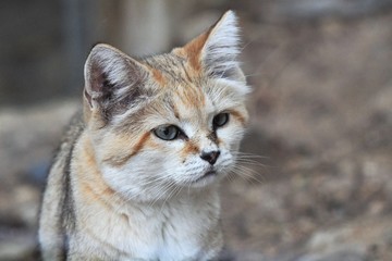 chat sauvage