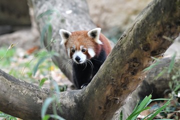 Fototapeta premium panda roux