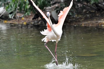 flamant rose