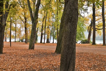 sous bois automne