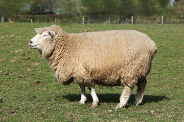 Fototapeta premium Poll Dorset Ewe