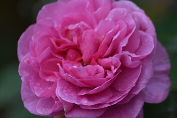 Dublin's Botanic Garden flowers