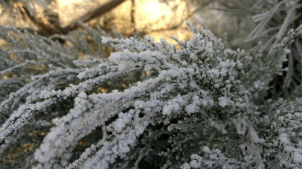 Frost and sun
