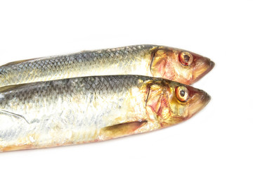 fresh fish isolated on white background