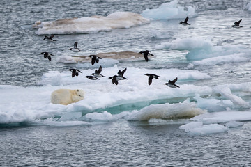 Eisbär / Polarbär auf Eisscholle, Vögel fliegen vorbei