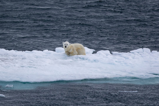Ein Eisb&auml;r einsam auf einer Eisscholle in der Arktis im Polarmeer