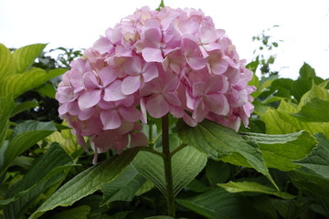 Hortensia de los Oscos