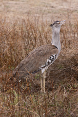 African bustard / Photo of African bustard in Ngorongoro Park