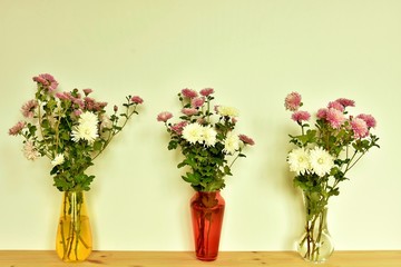 chrysanthemum flowers