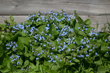 Beautiful bush of hydrangea flowers in a garden