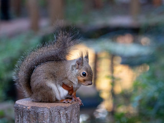 公園のリス
