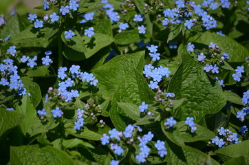 Beautiful bush of hydrangea flowers in a garden