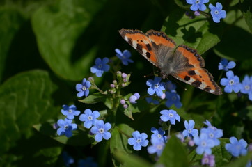 Beautiful bush of hydrangea flowers in a garden