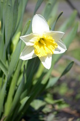Beautiful bush of hydrangea flowers in a garden